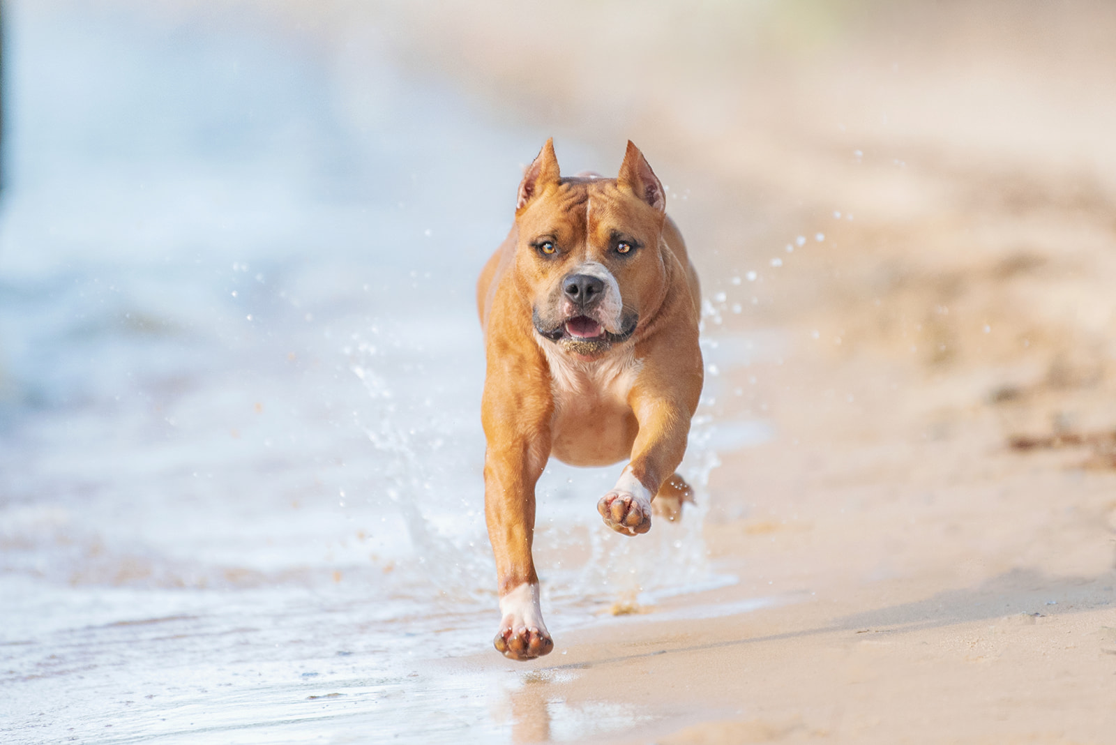 american pit bull terrier running on a beach